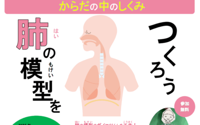 20251123肺の模型告知ポスター